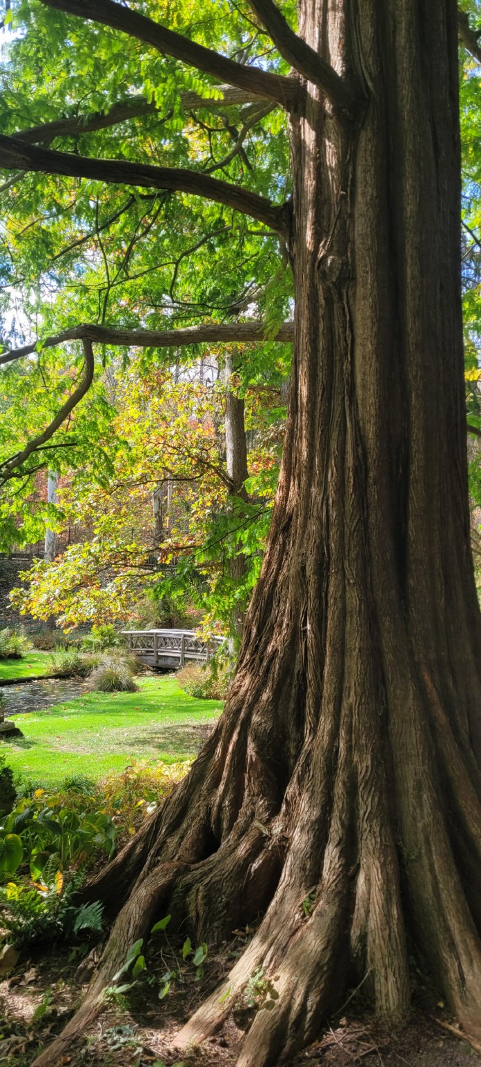 What the Redwood Taught Me